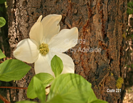 Single Dogwood